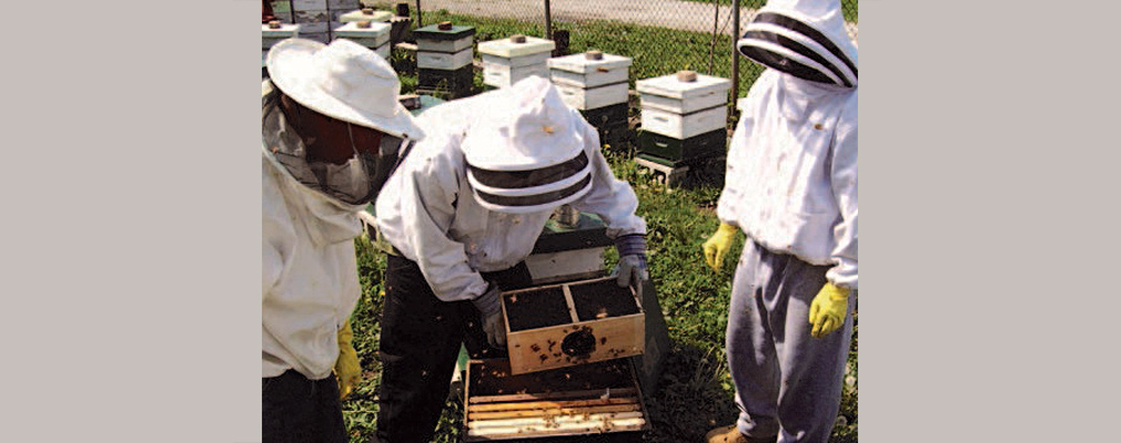 Photograph of workers in protective gear handling a beehive.