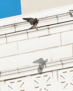 A falcon and its shadow shown flying onto a ledge of the building 10 Exchange Place in Jersey City, New Jersey.