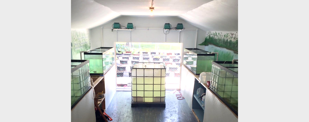 Photograph of the interior of the aquaponics center, with five glass cases filled with a liquid and, in the background, six rows of containerized planters outside the structure.