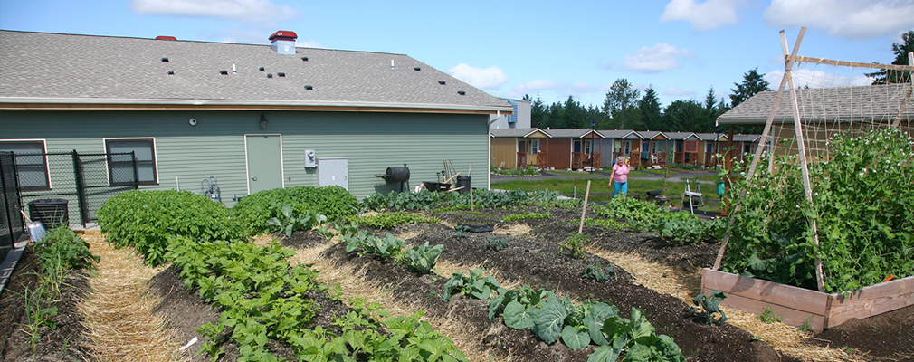 Photograph of several rows of vegetables in a garden behind a one-story building.