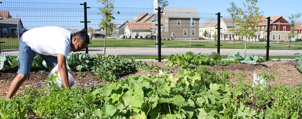 Photograph of a woman harvesting lettuce in a fenced-in garden, with residential buildings in the background.