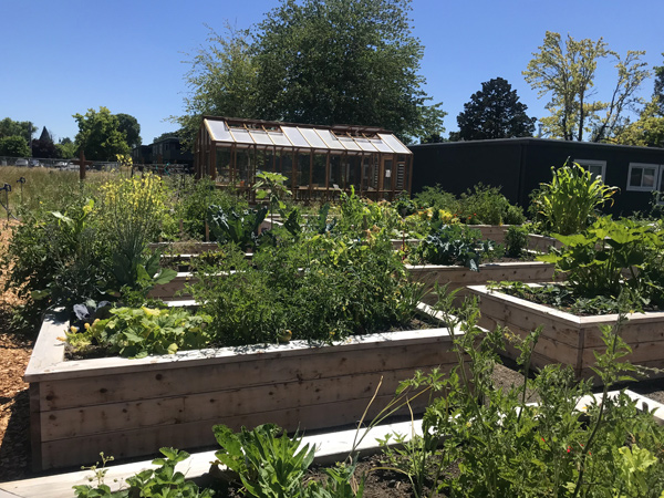 Photograph of a large garden with raised garden beds and a greenhouse.