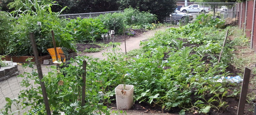 Rogue River Estates community garden is open to all residents. Resident volunteers oversee the development of the garden. 