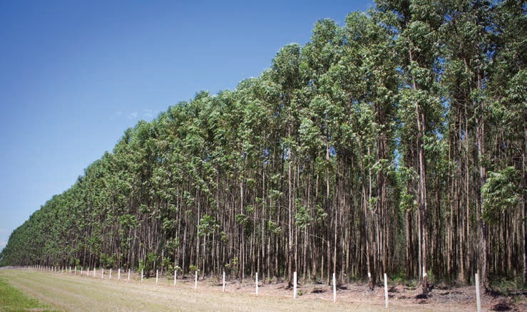 A photo of a eucalyptus plantation.
