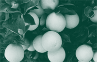 A picture of oranges hanging from tree branches.