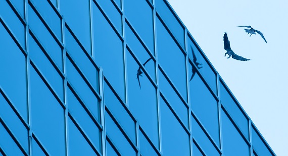 Two falcons and their reflections shown as they are flying by the glass building windows of 10 Exchange Place in Jersey City, New Jersey.