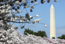 Washington monument with cherry blossoms in foreground.