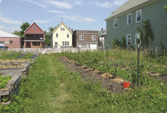 A lot in a residential neighborhood, once vacant but now an urban farm with a growing crop of vegetables.