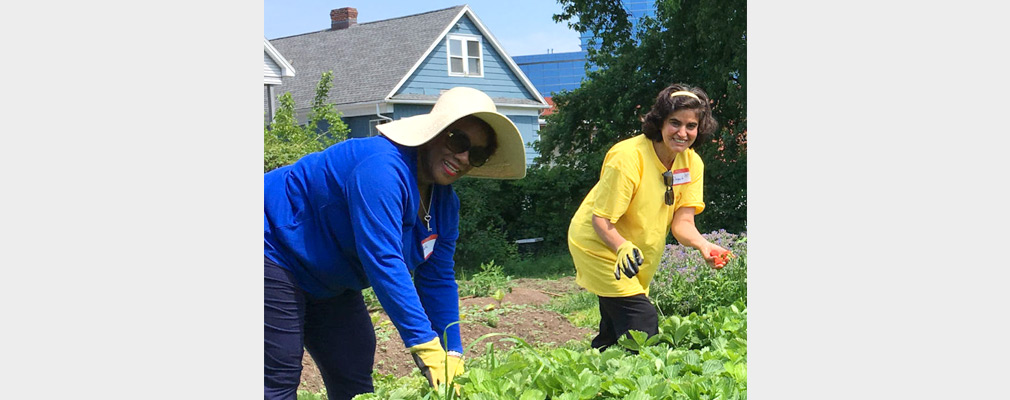 Photograph of two volunteers working at a garden bed filled with strawberry plants. 