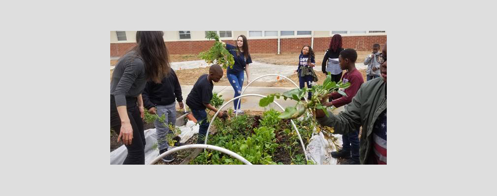  Photograph of a group of children and adults harvesting leafy vegetables from raised garden beds.