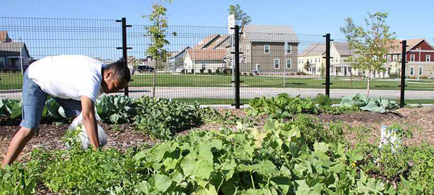 A person working in a garden enclosed by a fence. Several buildings are visible in the background.