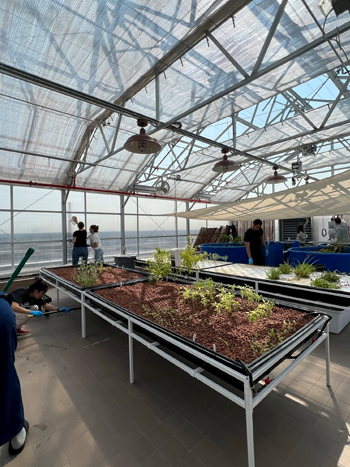 Plant beds in a rooftop greenhouse.