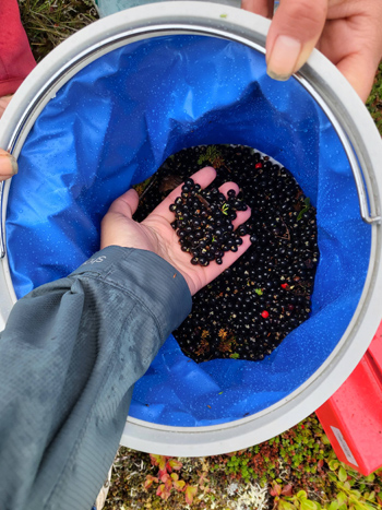 A person reaches into a bag of berries.