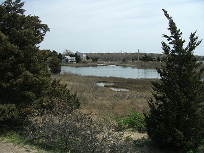 Photograph of a marsh area and pond on Martha’s Vineyard, Massachusetts.