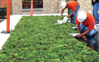 Picture of two men working on a Green roof.