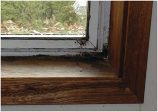 Mold on the inside of a window can negatively affect respiratory health and cause structural damage.